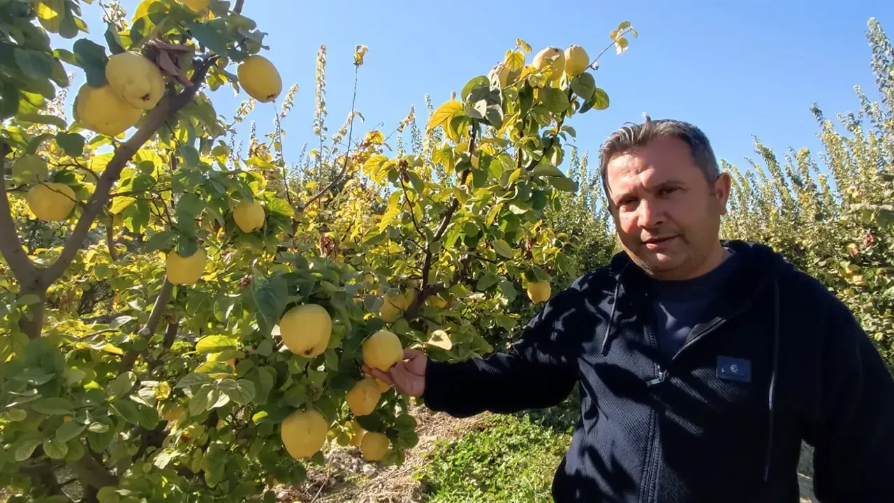 Ayva, üreticisinin yüzünü güldürdü - Gazete Şehir